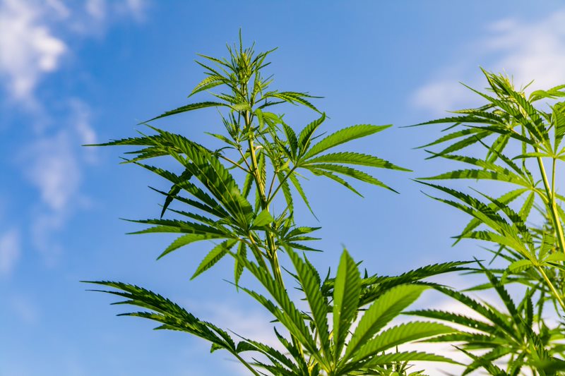 Marijuana