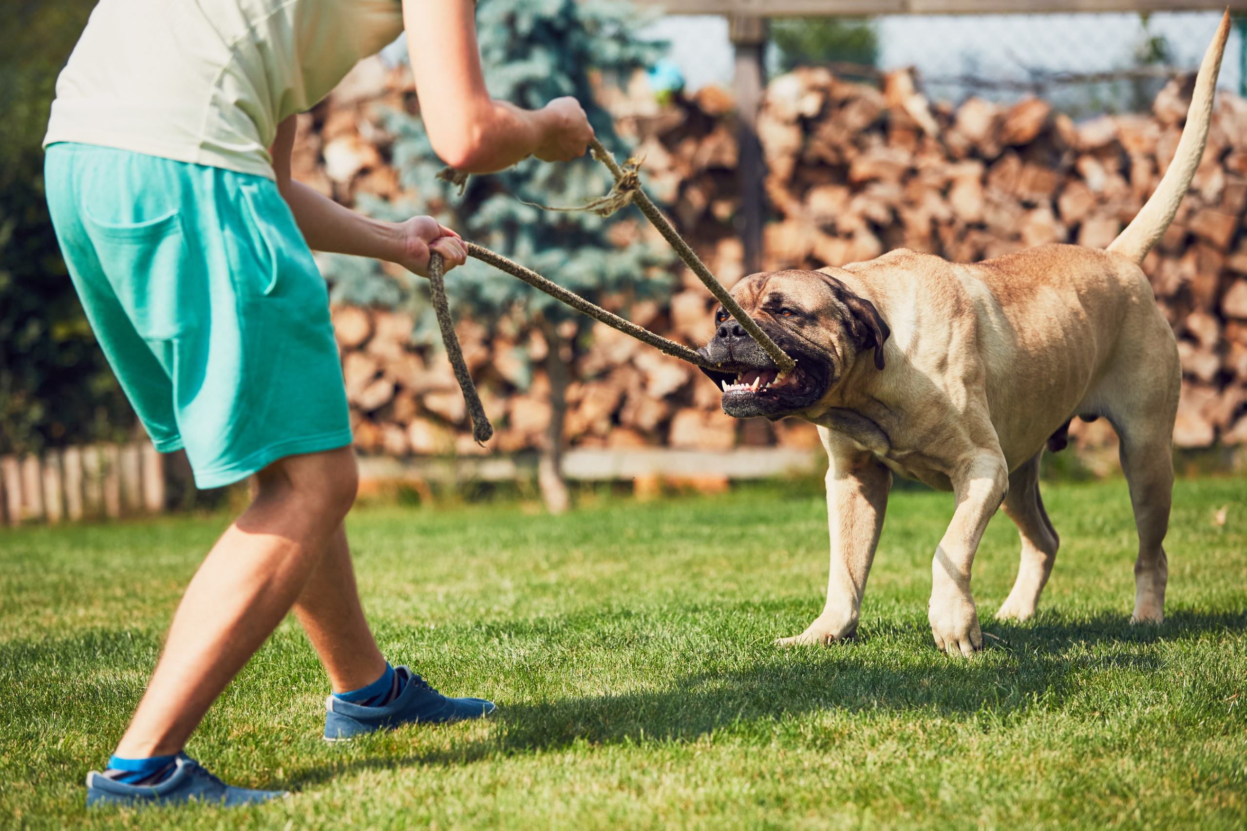 Texas Dog Bite Laws